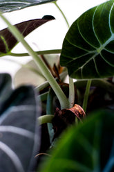 Alocasia reginula "Black velvet"